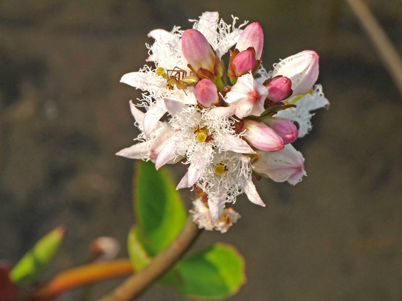 Menyanthes trifoliata / Trifoglio fibrino